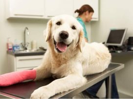Pet Insurance Market