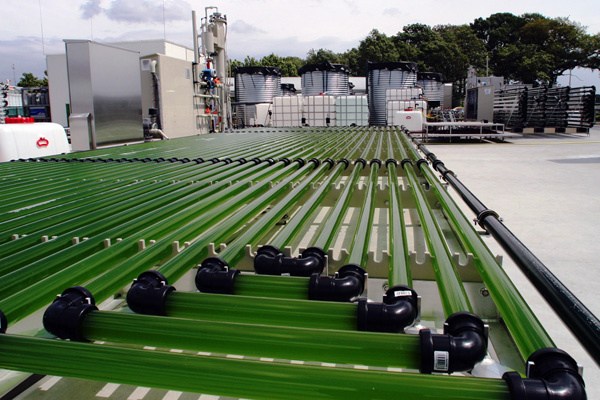 global algae biofuel market